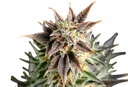 Big Band | PHOTOFEM | Kannabia Seeds