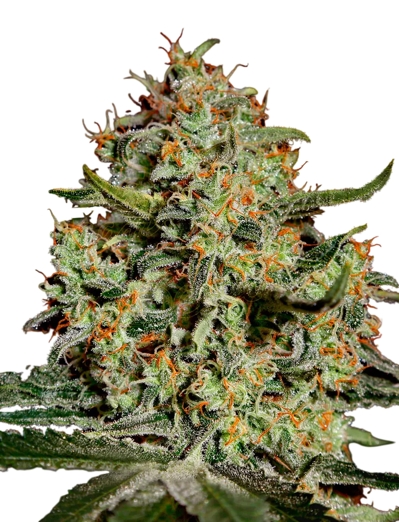 Big Bang | PHOTOFEM | Greenhouse Seed Co.