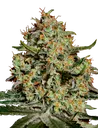 Big Bang | PHOTOFEM | Greenhouse Seed Co.