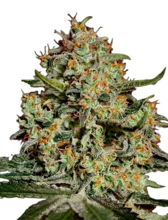 Big Bang | PHOTOFEM | Greenhouse Seed Co.