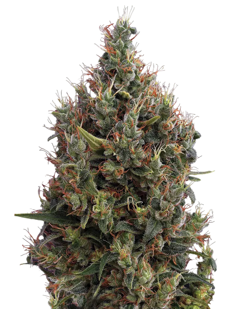Big Bang Auto | AUTOFEM | Greenhouse Seed Co.