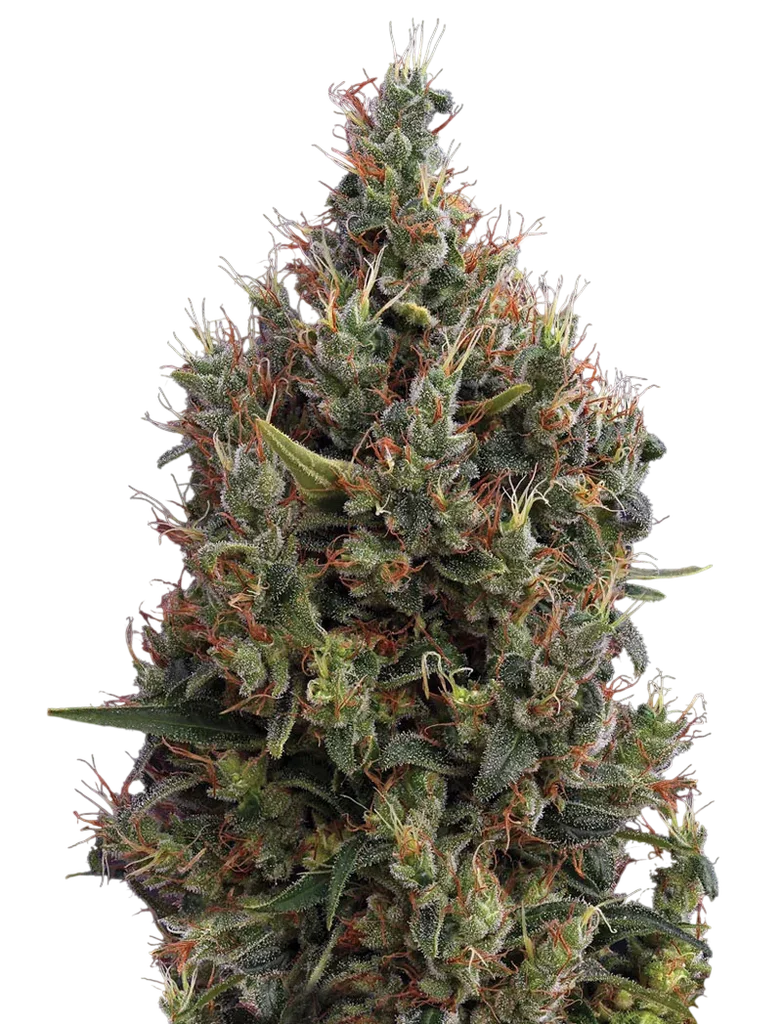 Big Bang Auto | AUTOFEM | Greenhouse Seed Co.