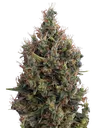 Big Bang Auto | AUTOFEM | Greenhouse Seed Co.