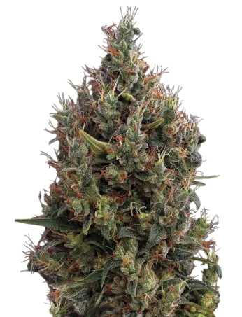 Big Bang Auto | AUTOFEM | Greenhouse Seed Co.