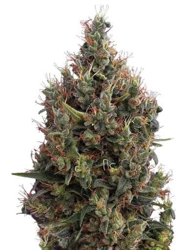 Big Bang Auto