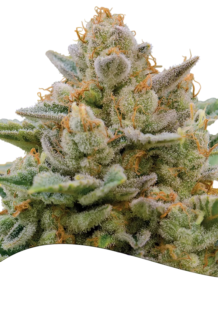 Big Bazooka Auto | AUTOFEM | Anesia Seeds