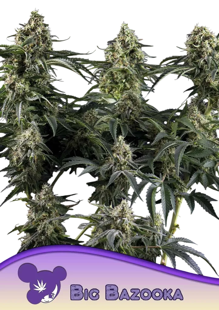Big Bazooka | PHOTOFEM | Anesia Seeds