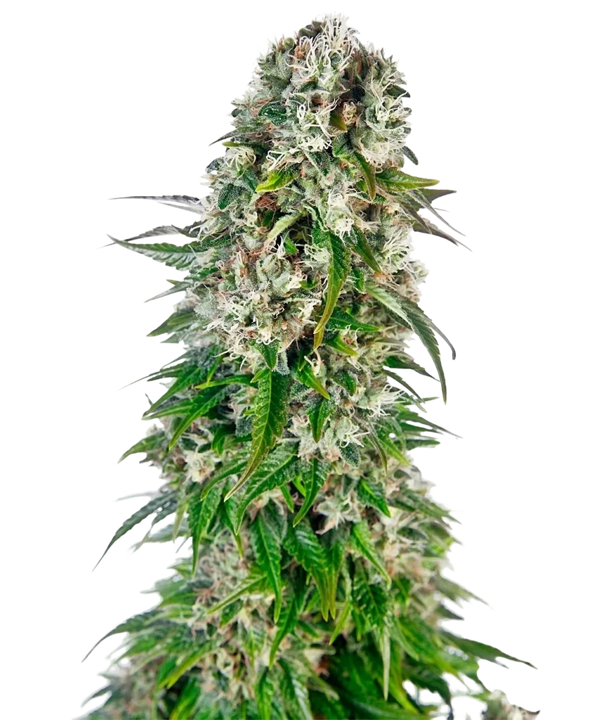 Big Bud Auto | AUTOFEM | Sensi Seeds