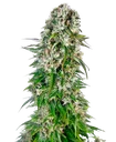 Big Bud Auto | AUTOFEM | Sensi Seeds