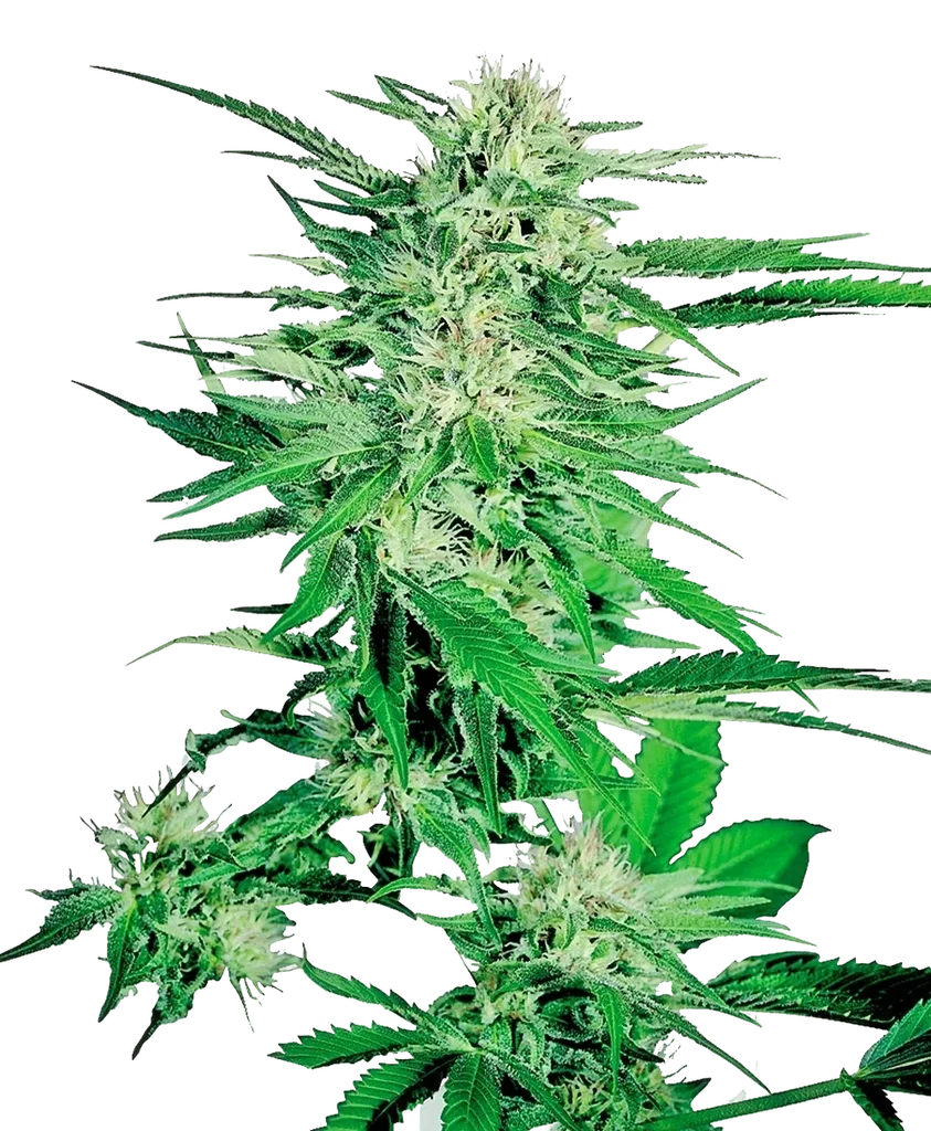 Big Bud | PHOTOFEM | Sensi Seeds