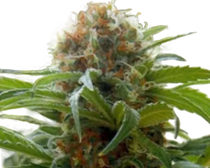 Big Bull | PHOTOFEM | Kannabia Seeds