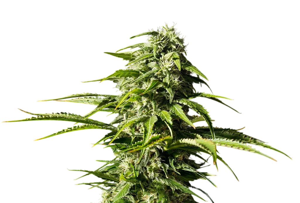 Big Bull | PHOTOFEM | Kannabia Seeds