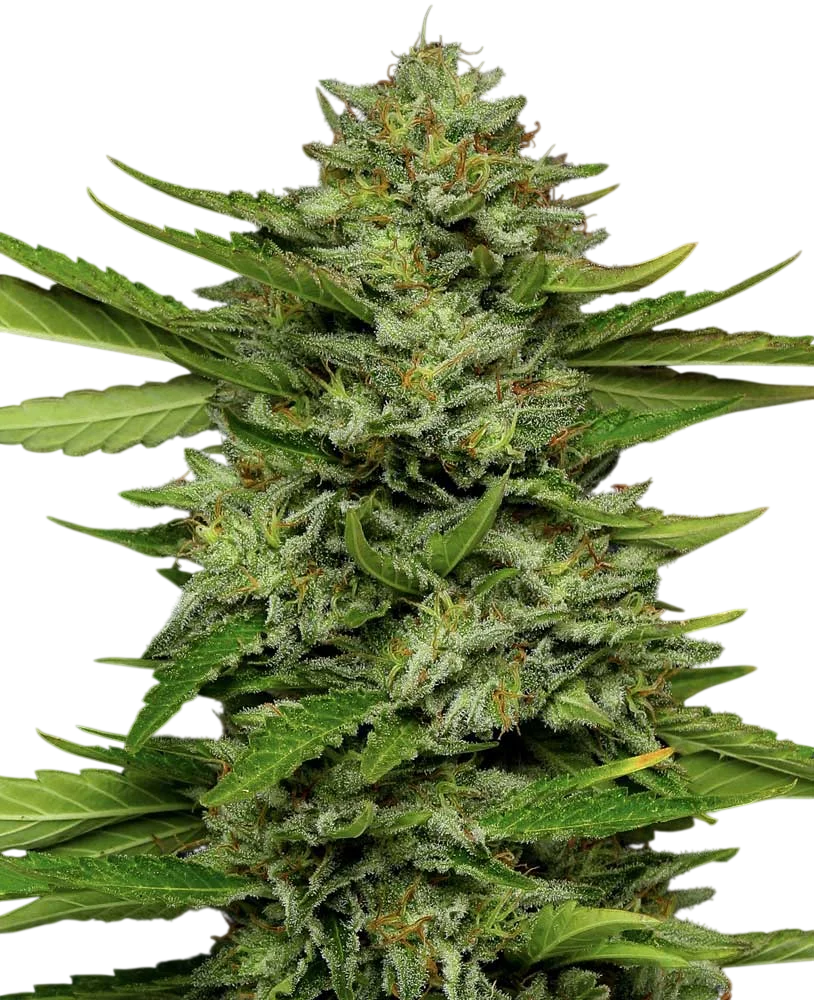 Bigfoot Glue | PHOTOFEM | Humboldt Seed Co.