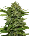 Bigfoot Glue | PHOTOFEM | Humboldt Seed Co.