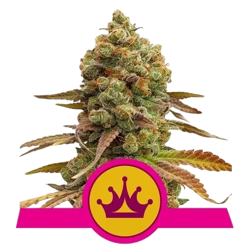 Skunk XL