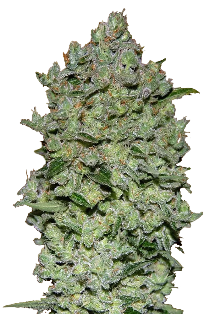 Biodiesel Mass XXL Auto | AUTOFEM | Advanced Seeds