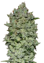 Biodiesel Mass XXL Auto | AUTOFEM | Advanced Seeds
