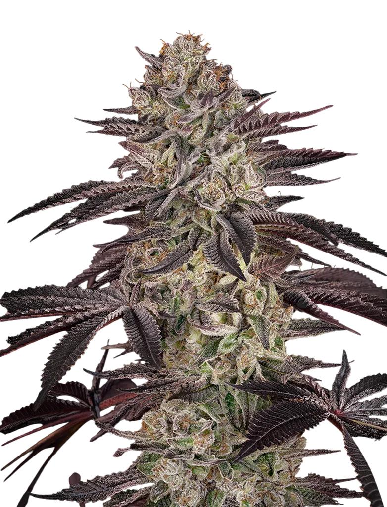 Biscotti Auto | AUTOFEM | Greenhouse Seed Co.