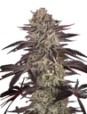 Biscotti Auto | AUTOFEM | Greenhouse Seed Co.