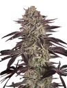 Biscotti Auto | AUTOFEM | Greenhouse Seed Co.
