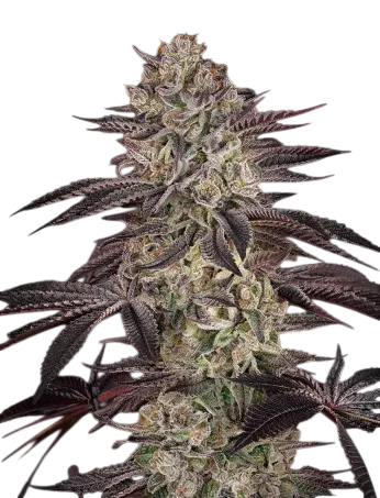 Biscotti Auto | AUTOFEM | Greenhouse Seed Co.