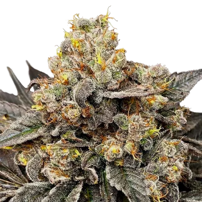 Biscotti Zkittlez – Produktansicht