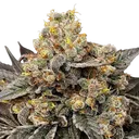 Biscotti Zkittlez | PHOTOFEM | 00 Seeds
