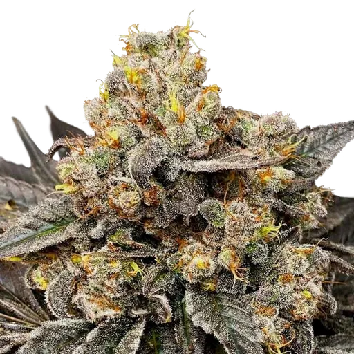Biscotti Zkittlez | PHOTOFEM | 00 Seeds