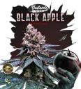 Black Apple Hitchcock | PHOTOFEM | T.H. Seeds