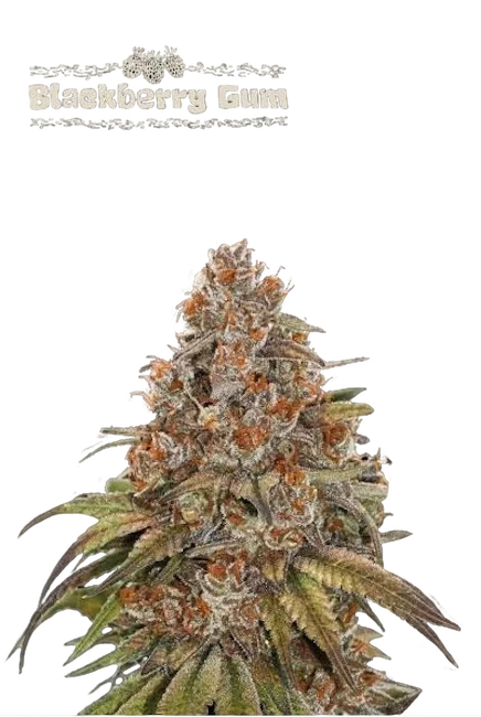 Blackberry Gum Auto | AUTOFEM | Seedstockers