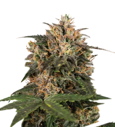 Blackberry Gum | PHOTOFEM | Seedstockers