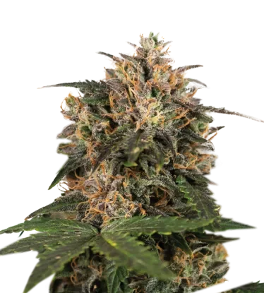 Blackberry Gum | PHOTOFEM | Seedstockers