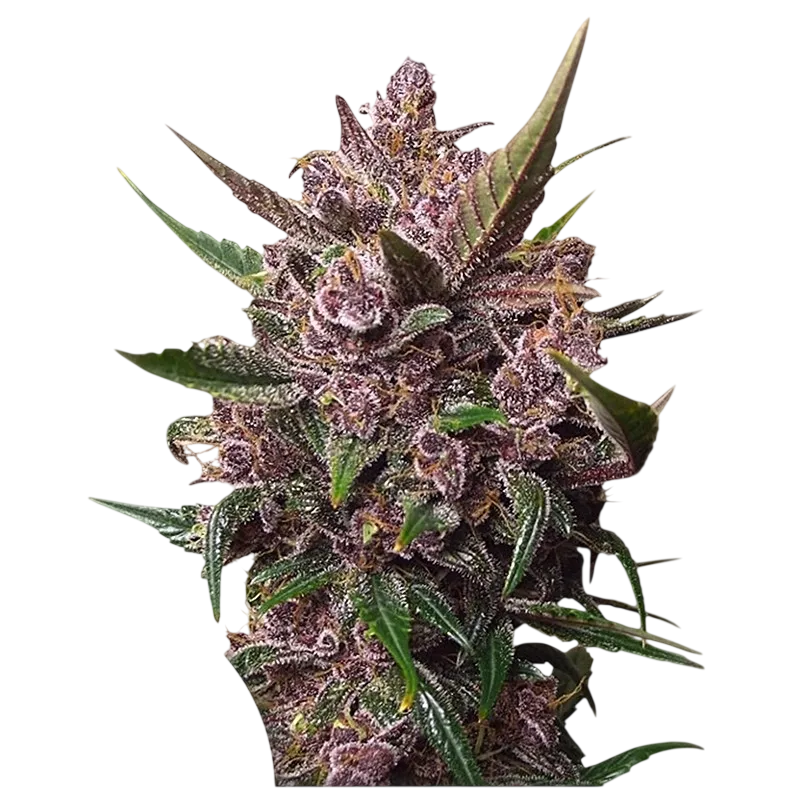 Blackberry Kush Auto | AUTOFEM | Dutch Passion