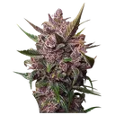 Blackberry Kush Auto | AUTOFEM | Dutch Passion