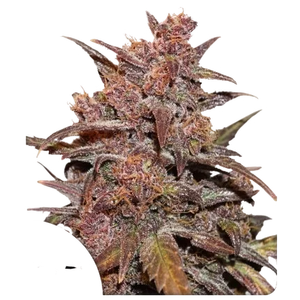 Blackberry Kush CBD Auto