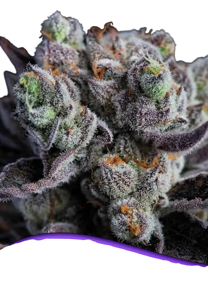 Blackberry Moonrocks | PHOTOFEM | Anesia Seeds