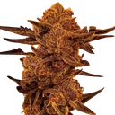 Black Cherry Flambe | PHOTOFEM | In House Genetics
