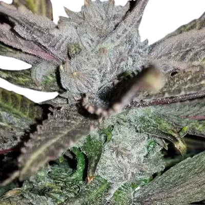 Black Cherry Punch | PHOTOFEM | In House Genetics