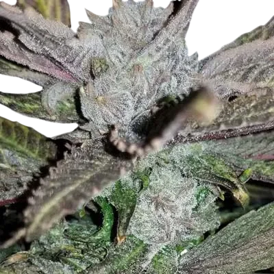 Black Cherry Punch | PHOTOFEM | In House Genetics