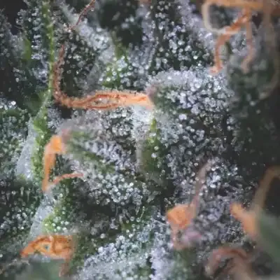 Black Cherry Punch Auto | AUTOFEM | Pyramid Seeds