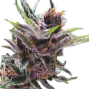 Black Cherry Punch | PHOTOFEM | Pyramid Seeds