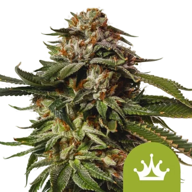 Special Queen #1 Auto | AUTOFEM | Royal Queen Seeds