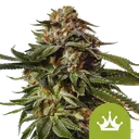 Special Queen #1 Auto | AUTOFEM | Royal Queen Seeds
