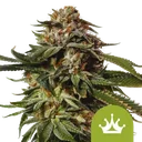 Special Queen #1 Auto | AUTOFEM | Royal Queen Seeds