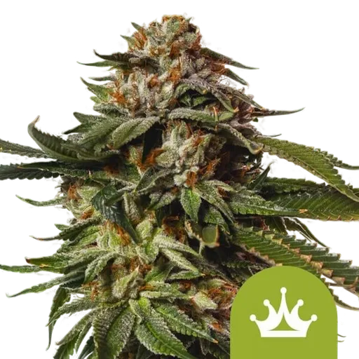 Special Queen #1 Auto