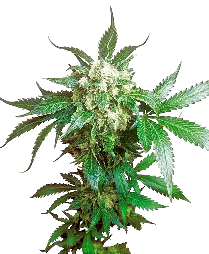 Black Domina | PHOTOFEM | Sensi Seeds