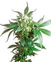 Black Domina | PHOTOFEM | Sensi Seeds
