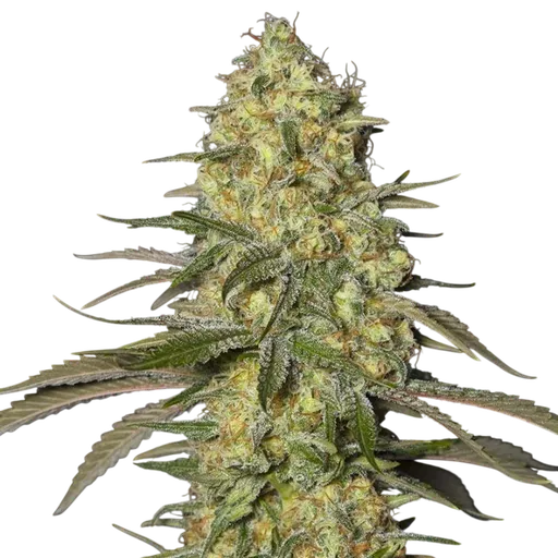 Black Dream