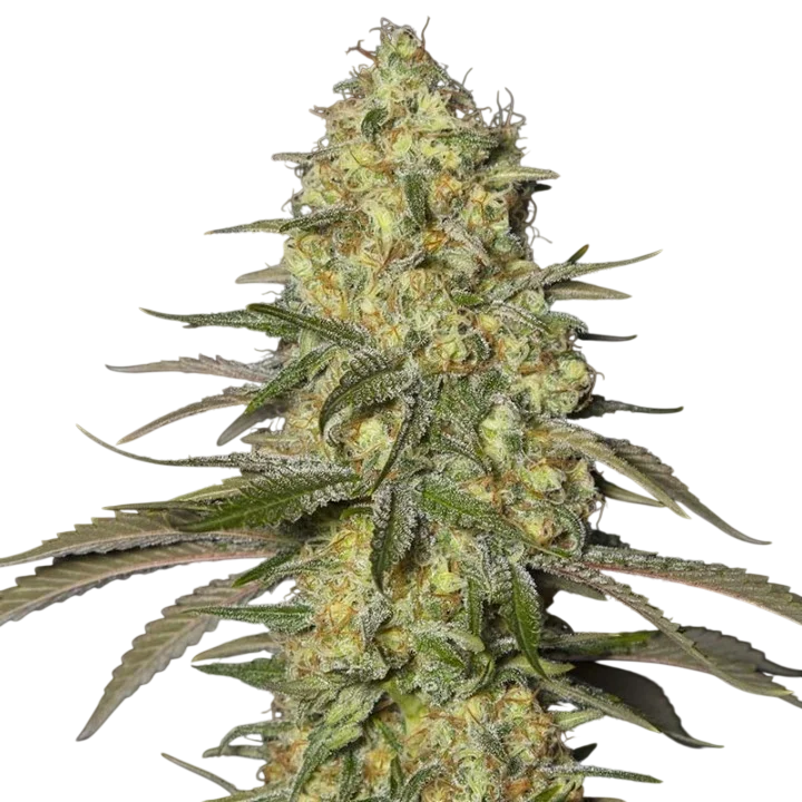 Black Dream | PHOTOFEM | Eva Seeds