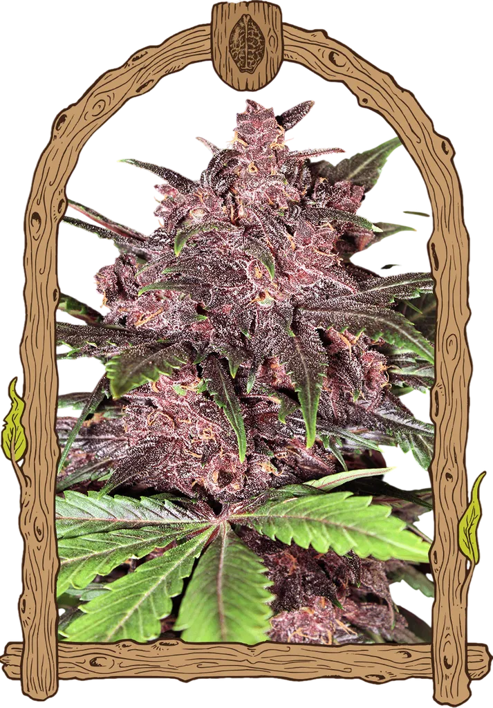 Black Haze Auto | AUTOFEM | Exotic Seed